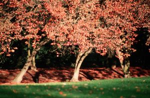 Parc des Buttes Chaumont 15