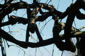 Parc des Buttes Chaumont 33