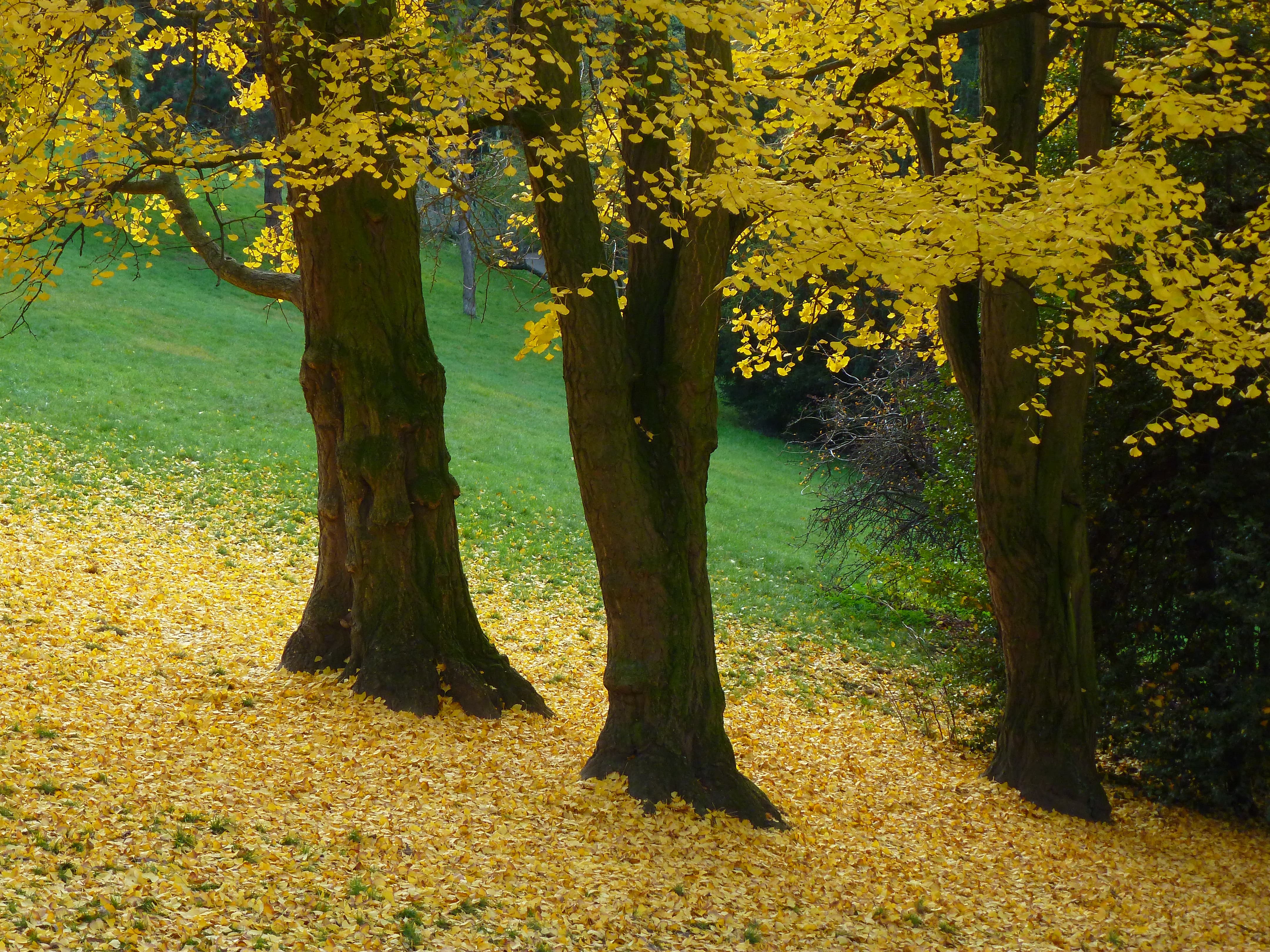 Parc des Buttes Chaumont 129