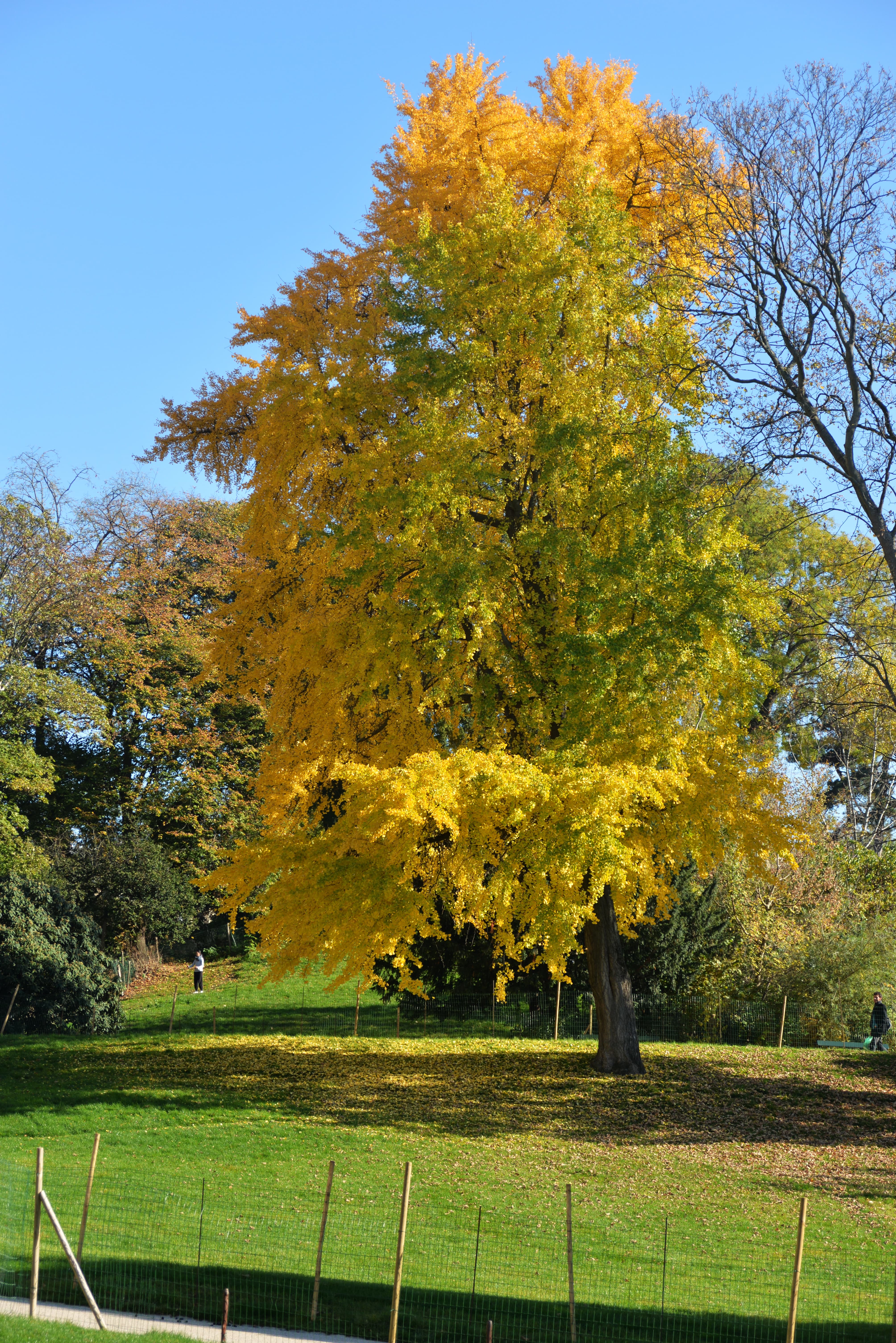 Parc des Buttes Chaumont 44