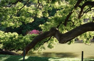 Parc des Buttes Chaumont 12