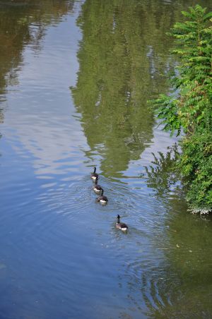 Parc des Buttes Chaumont 71