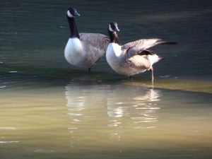 Parc des Buttes Chaumont 92