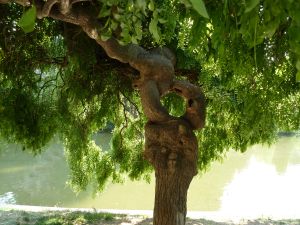 Parc des Buttes Chaumont 88