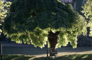 Parc des Buttes Chaumont 7