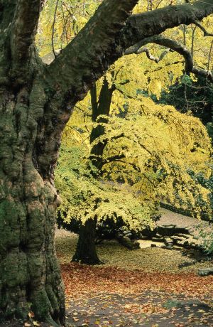 Parc des Buttes Chaumont 10