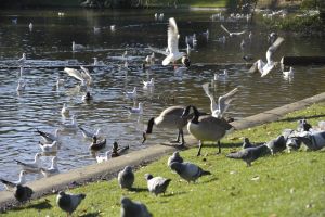 Parc des Buttes Chaumont 75