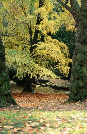 Parc des Buttes Chaumont 16