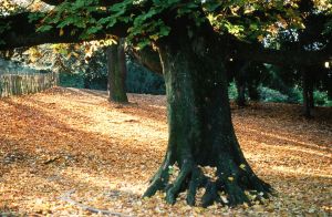 Parc des Buttes Chaumont 9