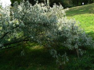Parc des Buttes Chaumont 144