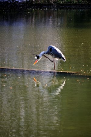 Parc des Buttes Chaumont 50