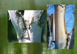 Bouleau de l'Himalaya