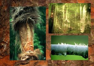 Platane, hêtre, bouleau de l'Hymalaya